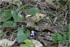 Viola pilosa
